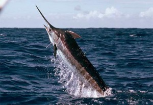 blue-marlin