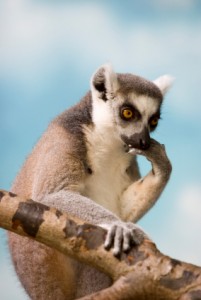 En tänkande Lemur!